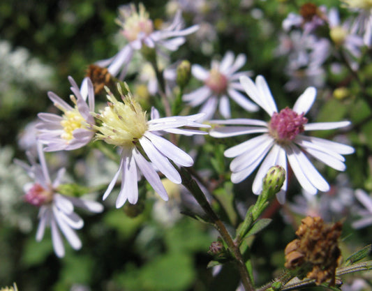 Aromatic Aster (Symphyotrichum oblongifolium)