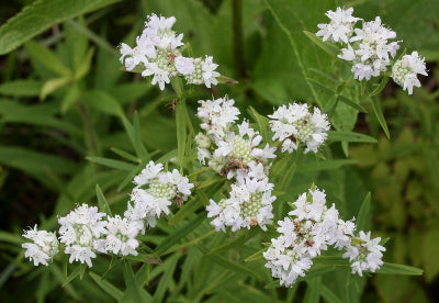 R. W. Smith https://michiganflora.net/species.aspx?id=1586