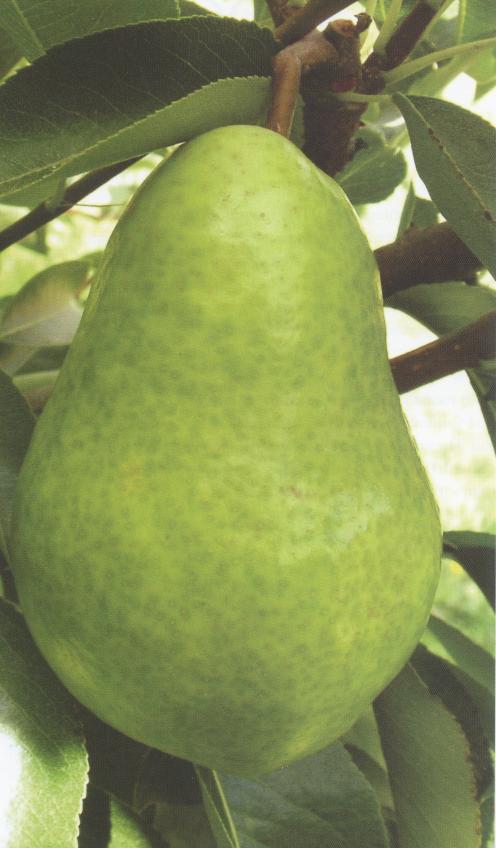 Bartlett Pear