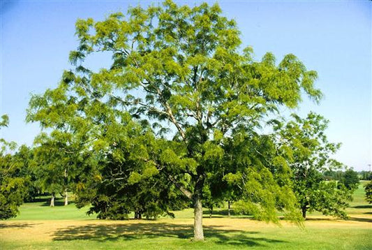 Black Walnut (Juglans nigra)