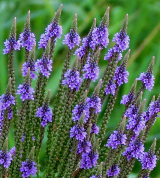 Blue Vervain (Verbena hastata)