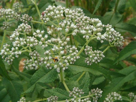 Boneset (Eupatorium altissimum)