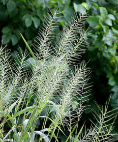 Bottlebrush Grass (Elymus hystrix)