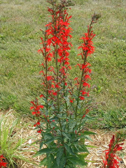 Cardinal Flower (Lobelia cardinalis)