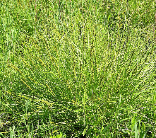 Carex vulpinoidea in wet meadow at the Morton Arboretum Jay Sturner