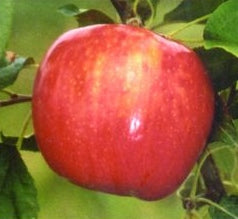 Honeycrisp Apple