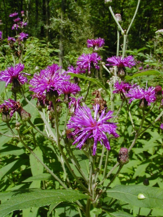 Ironweed (Vernonia fasciculata)