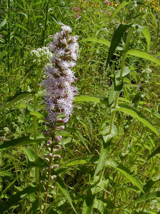 Dense Blazing Star (Liatris spicata)