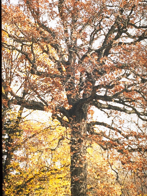 White Oak (Quercus alba)