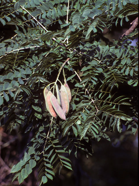 Kentucky Coffeetree (Gymnocladus dioicus)