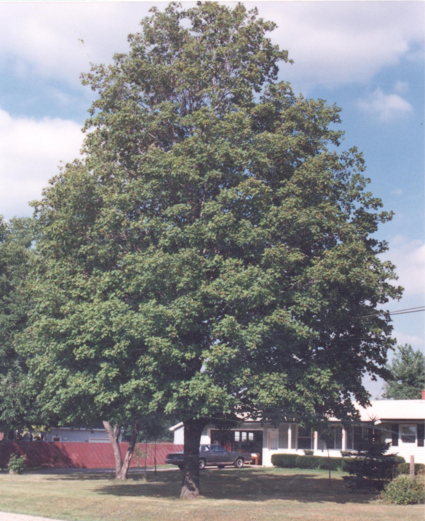 Sugar Maple (Acer saccharum)