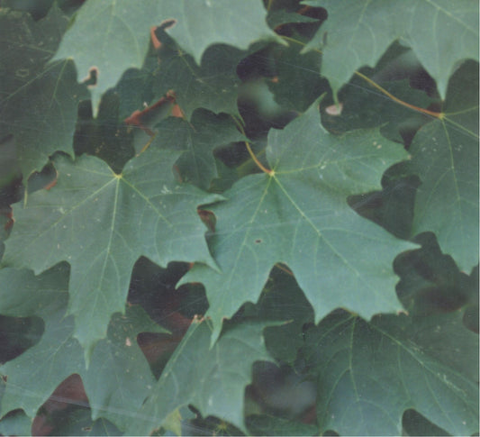 Sugar Maple (Acer saccharum)