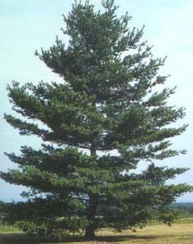 White Pine (Pinus strobus)