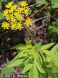 Golden Alexanders (Zizia aurea)