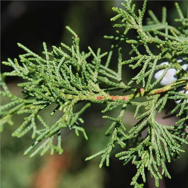 Eastern Red Cedar (Juniperus virginiana)