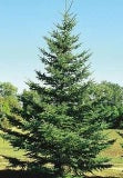 Black Spruce (Picea glauca)