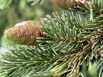 Black Spruce (Picea glauca)